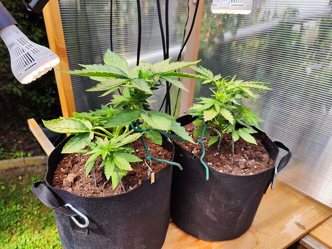Growreport Bild 30