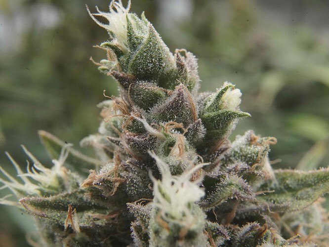 Growreport Bild 8