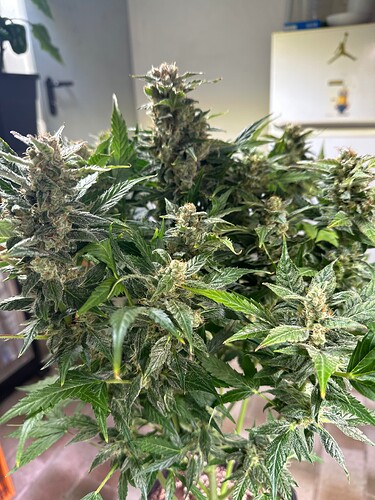 Growreport Bild 63