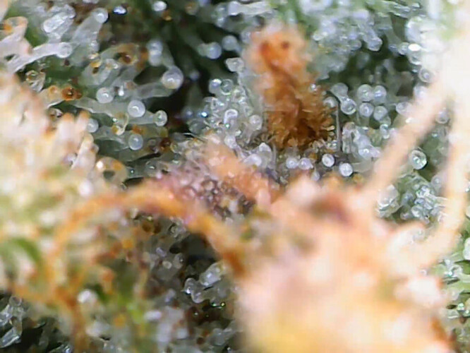 Growreport Bild 17