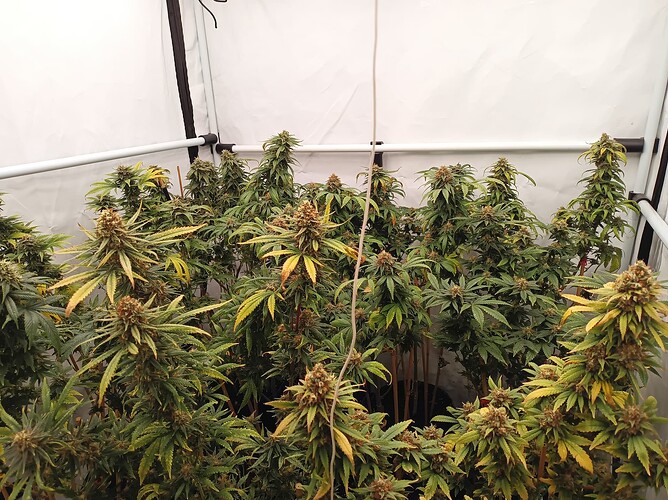Growreport Bild 5