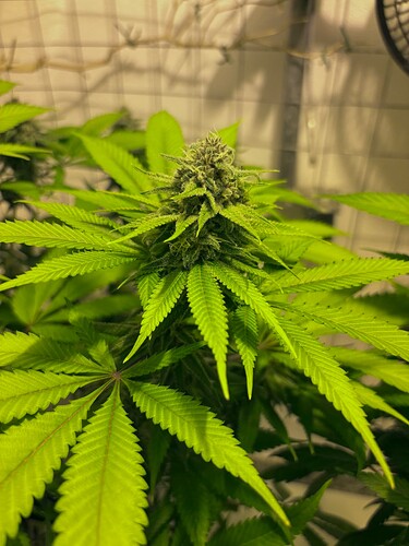 Growreport Bild 5