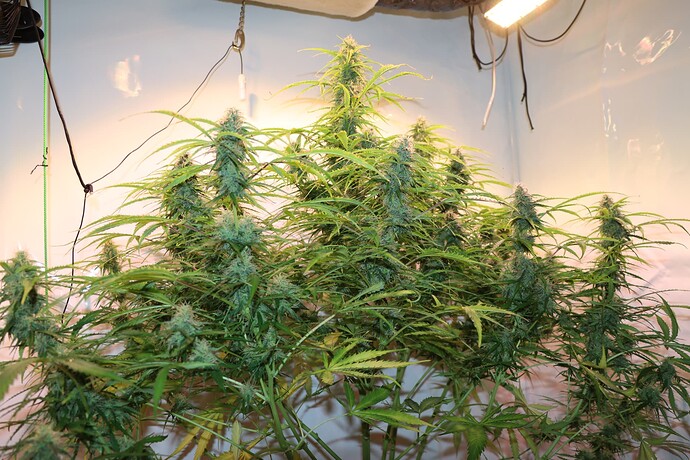 Growreport Bild 5