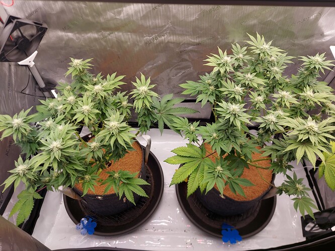Growreport Bild 5