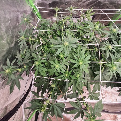 Growreport Bild 10