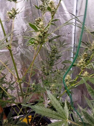 Growreport Bild 4
