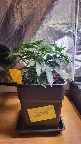 Growreport Bild 29