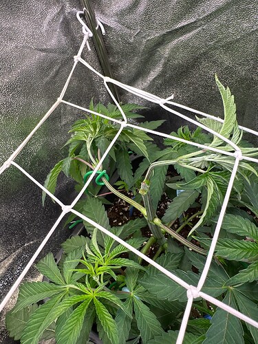 Growreport Bild 82
