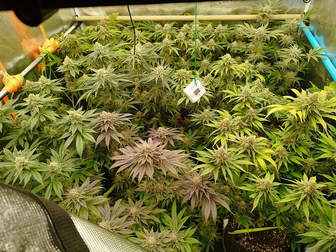 Growreport Bild 1