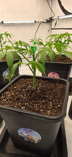 Growreport Bild 19