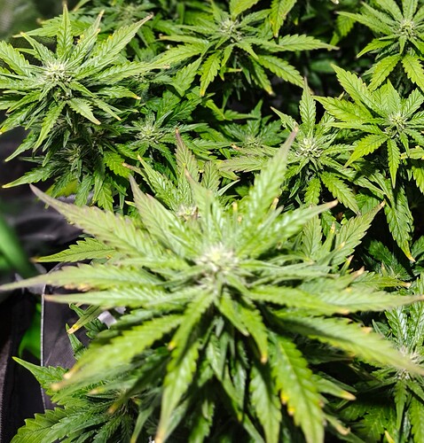 Growreport Bild 3