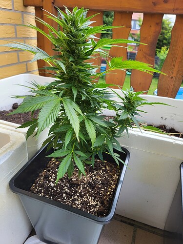 Growreport Bild 4