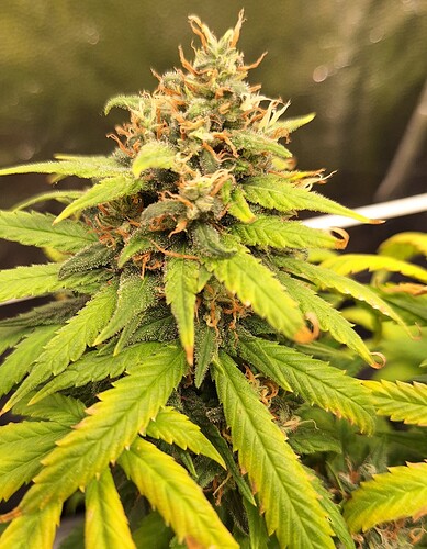 Growreport Bild 4