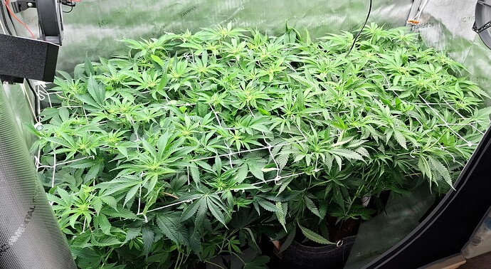 Growreport Bild 3