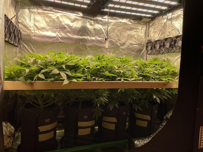 Mehrere Cannabis-Pflanzen in einem Zelt, die sich unter einer LED-Wachstumslampe befinden. Die Pflanzen sind in schwarzen Stofftöpfen und zeigen ein dichtes Blattwerk.