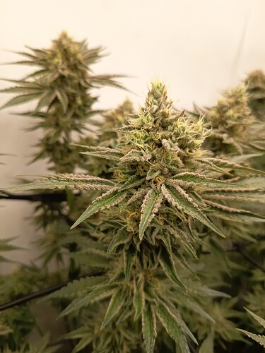 Growreport Bild 20