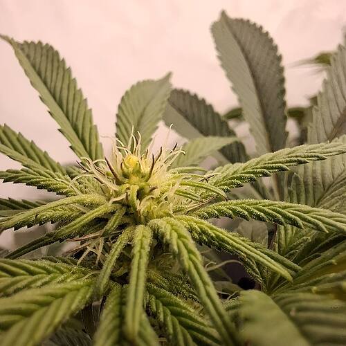 Growreport Bild 16