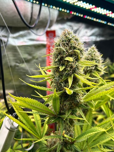 Growreport Bild 6