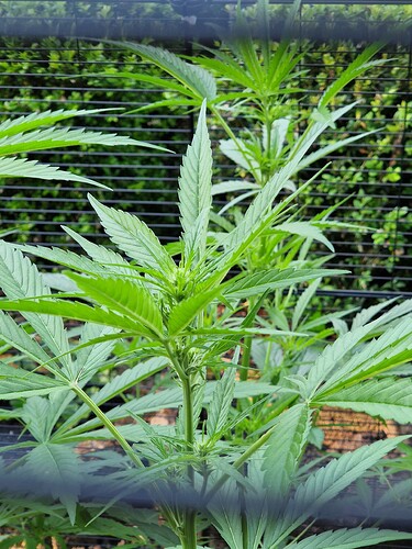 Growreport Bild 2