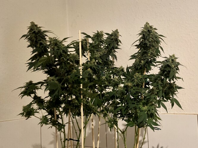 Growreport Bild 10
