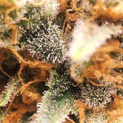 Growreport Bild 62