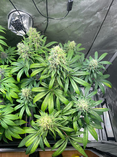 Growreport Bild 6