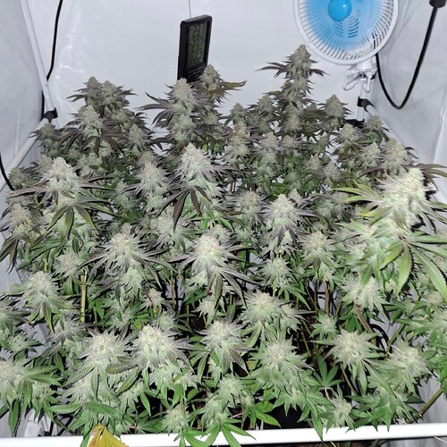 Growreport Bild 22