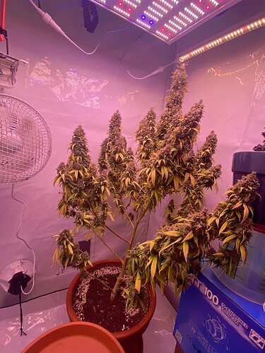 Growreport Bild 42