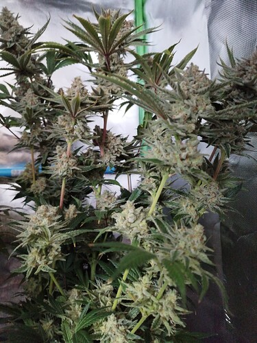 Growreport Bild 10