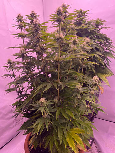 Growreport Bild 2