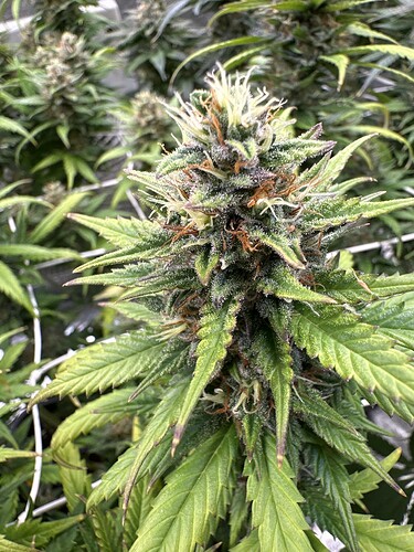 Growreport Bild 35