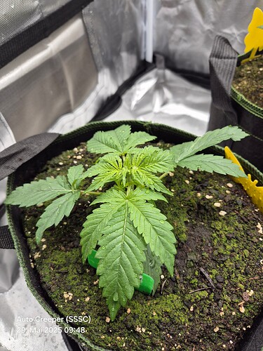 Growreport Bild 4