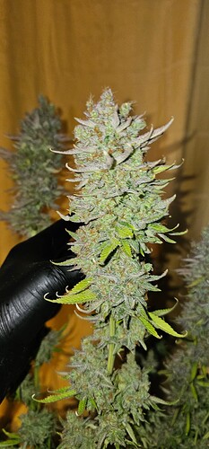 Growreport Bild 39