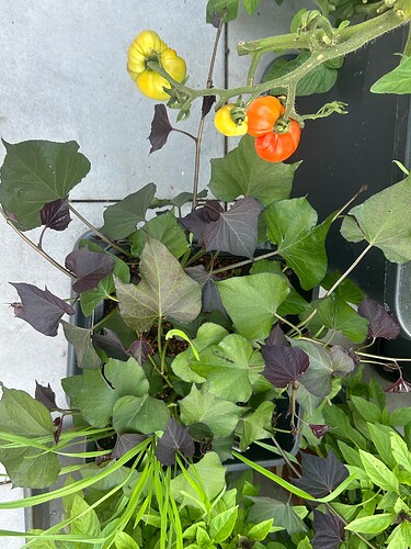 Growreport Bild 15
