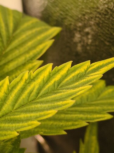 ResizedImage_2025-01-19_15-13-16_5