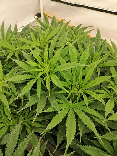 Growreport Bild 14