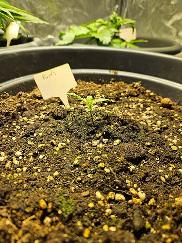 Growreport Bild 37