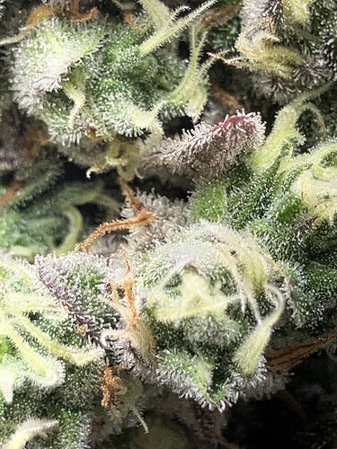 Growreport Bild 2