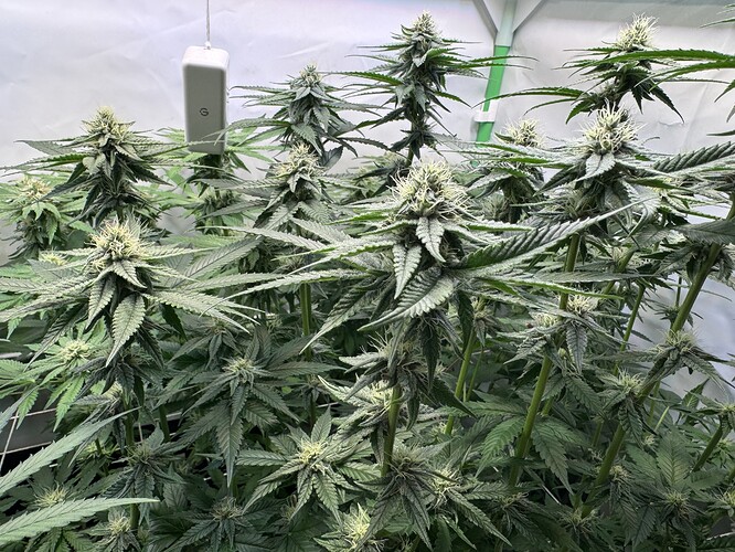 Growreport Bild 18