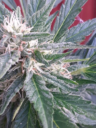 Growreport Bild 110
