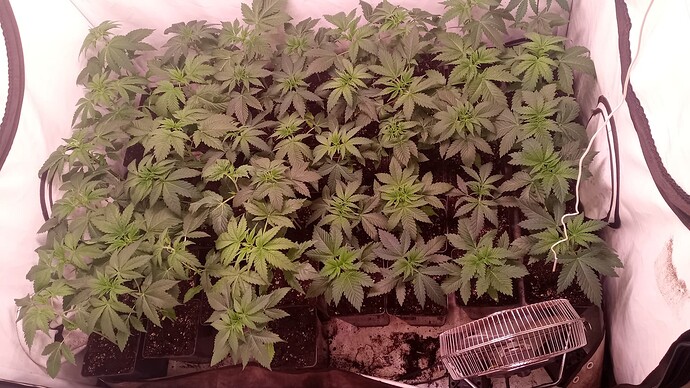 Growreport Bild 3