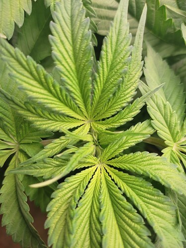 Growreport Bild 7