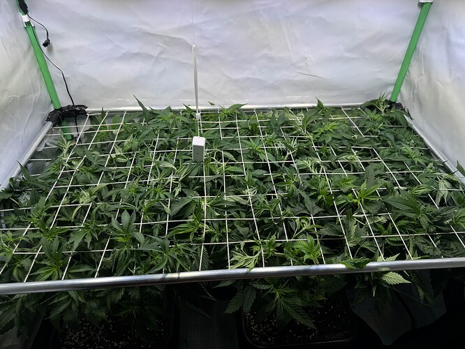 Growreport Bild 5