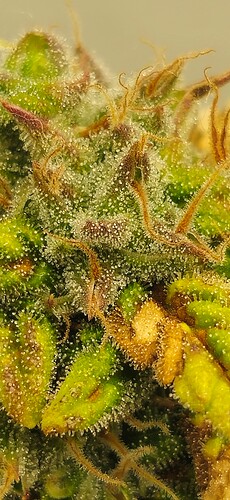 Growreport Bild 35
