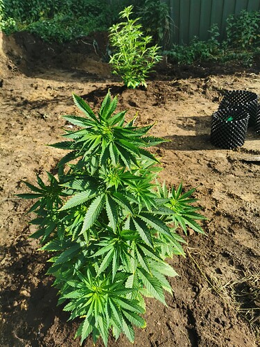 Growreport Bild 5