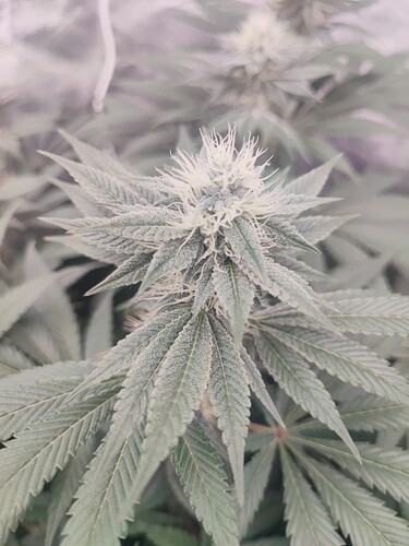 Growreport Bild 57