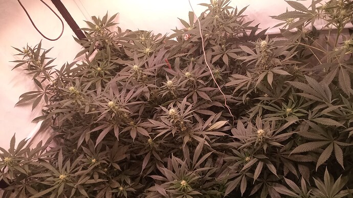 Growreport Bild 11