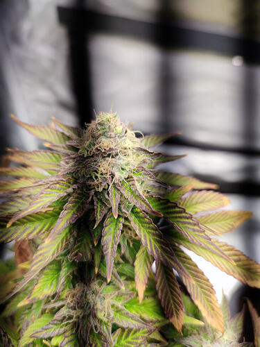 Growreport Bild 1