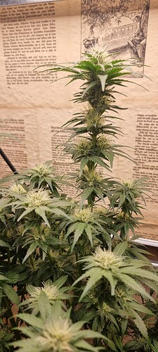 Growreport Bild 6