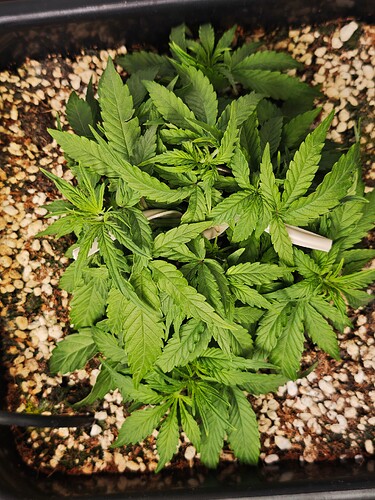 MVIMG_20251009_175524